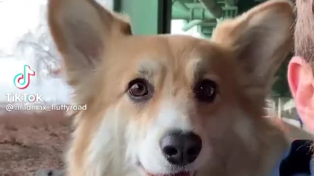 Citycorgo