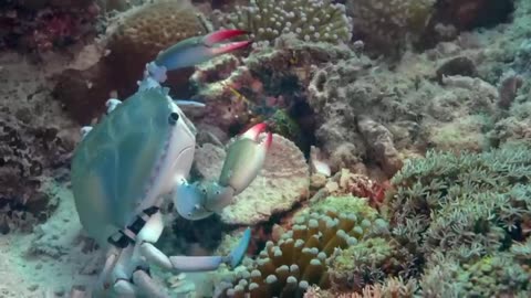 Robot Spy Crab Survive The Killer Punch Of A Peacock