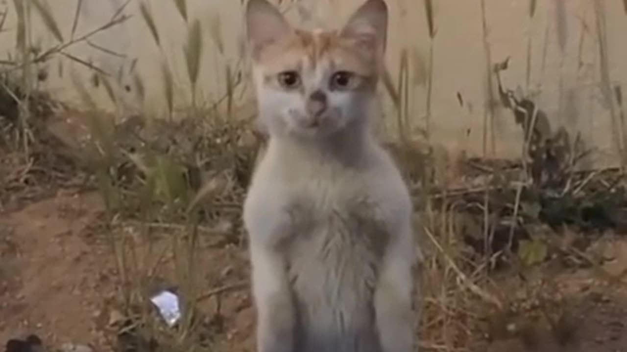 Funny Cats Reaction