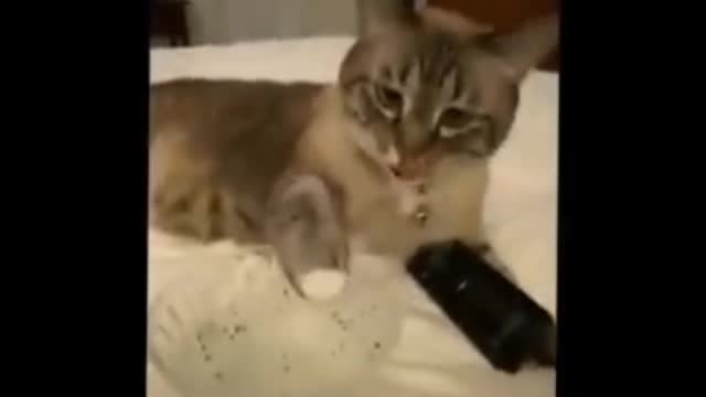 Funniest Animals 🐧 - Best Of The 2020 Funny Animal Videos 😁