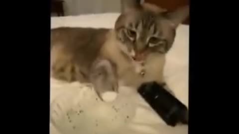 Funniest Animals 🐧 - Best Of The 2020 Funny Animal Videos 😁