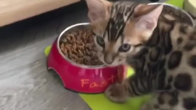 leopard cat:I can finish both bowls