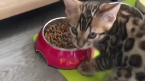 leopard cat:I can finish both bowls