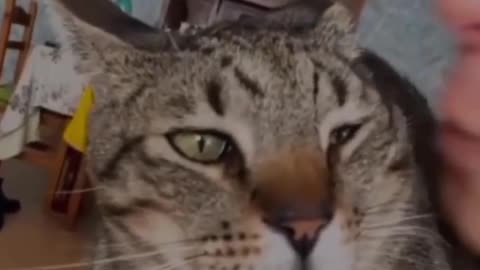 #cute #love #viral #funny #cat looking 😊 funny to attractive cat's nice step formation