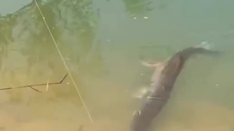 Huge Pike Attacks On The River Bank