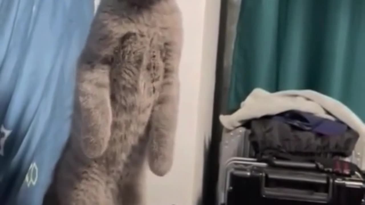 Amazing Smart Cats