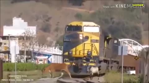 Pets Reaction on Road-animals that hit by train - Animals vs Train
