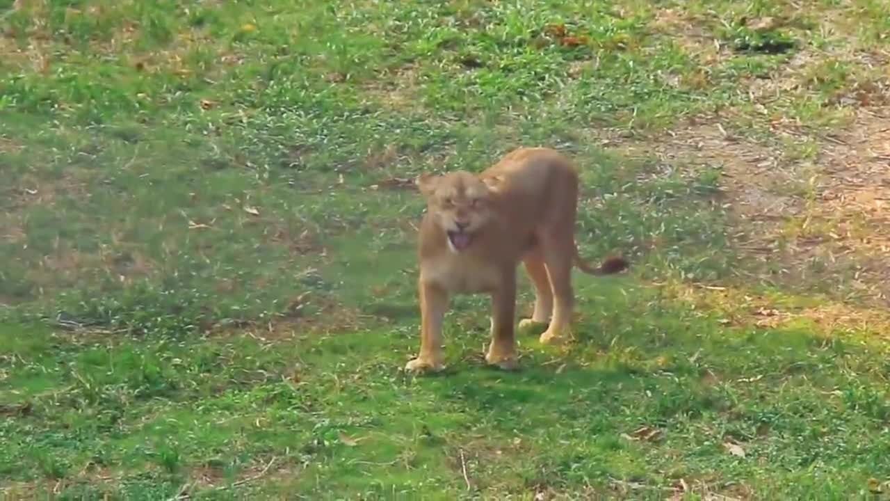 Listen to the lions