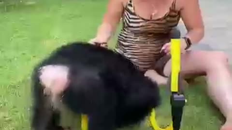 BABY_CHIMP_LOVES_HIS_NEW_TOY