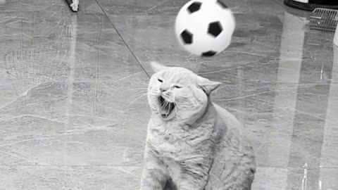 Funny Cats Playing football