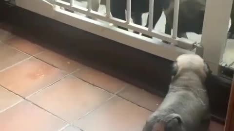 The dog is climbing the railing.