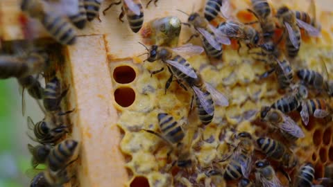 Bee bees 123gg