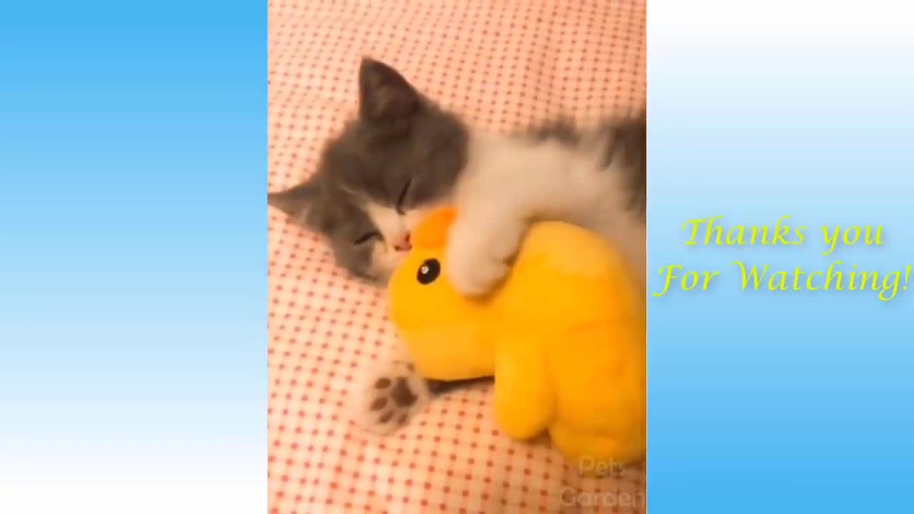 FUNNY AND CUTE CATS PETS! 💜 TRY TO WATCH!!