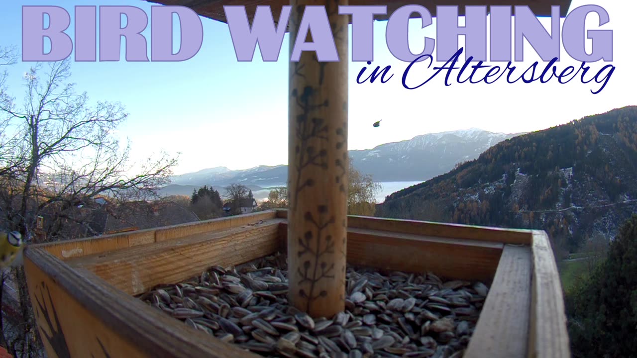 Boring Bird Watching