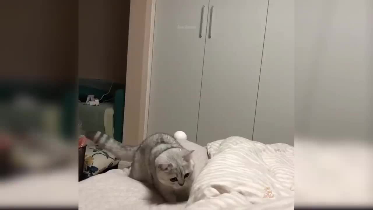 Baby Cats - Cute and Funny Cat Videos Compilation #25 | Aww Animals
