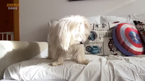 MIS PERROS REACCIONAN POR PRIMERA VEZ A SU NUEVA HERMANA GATUNA