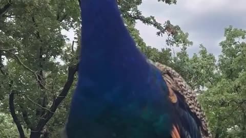 Peacock calling