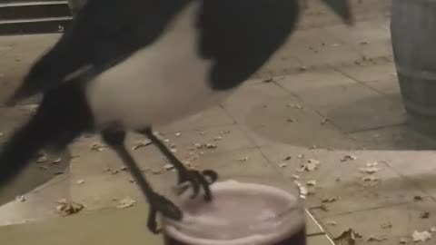 Magpie Steals A Sip of Cider