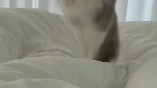 funny cat jumping on the bed😹🙀