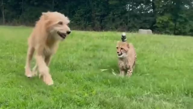 becoming fast friends! Companion dog Remus still hangs out with his cheeta😬😬h,