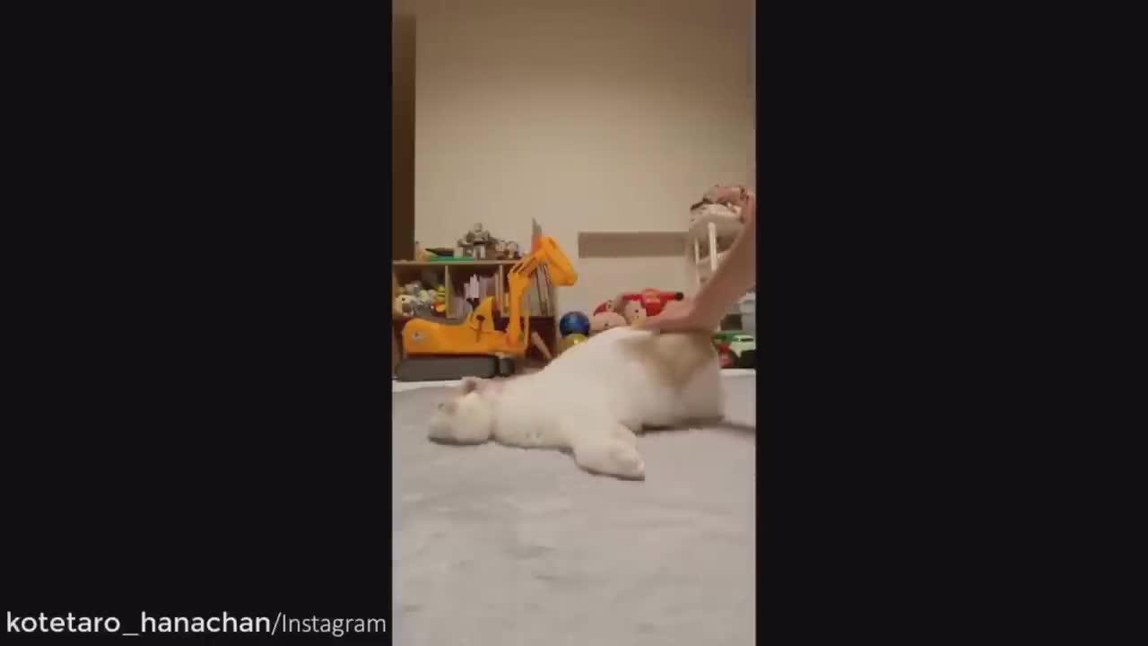 Funny cats hungry day 2023