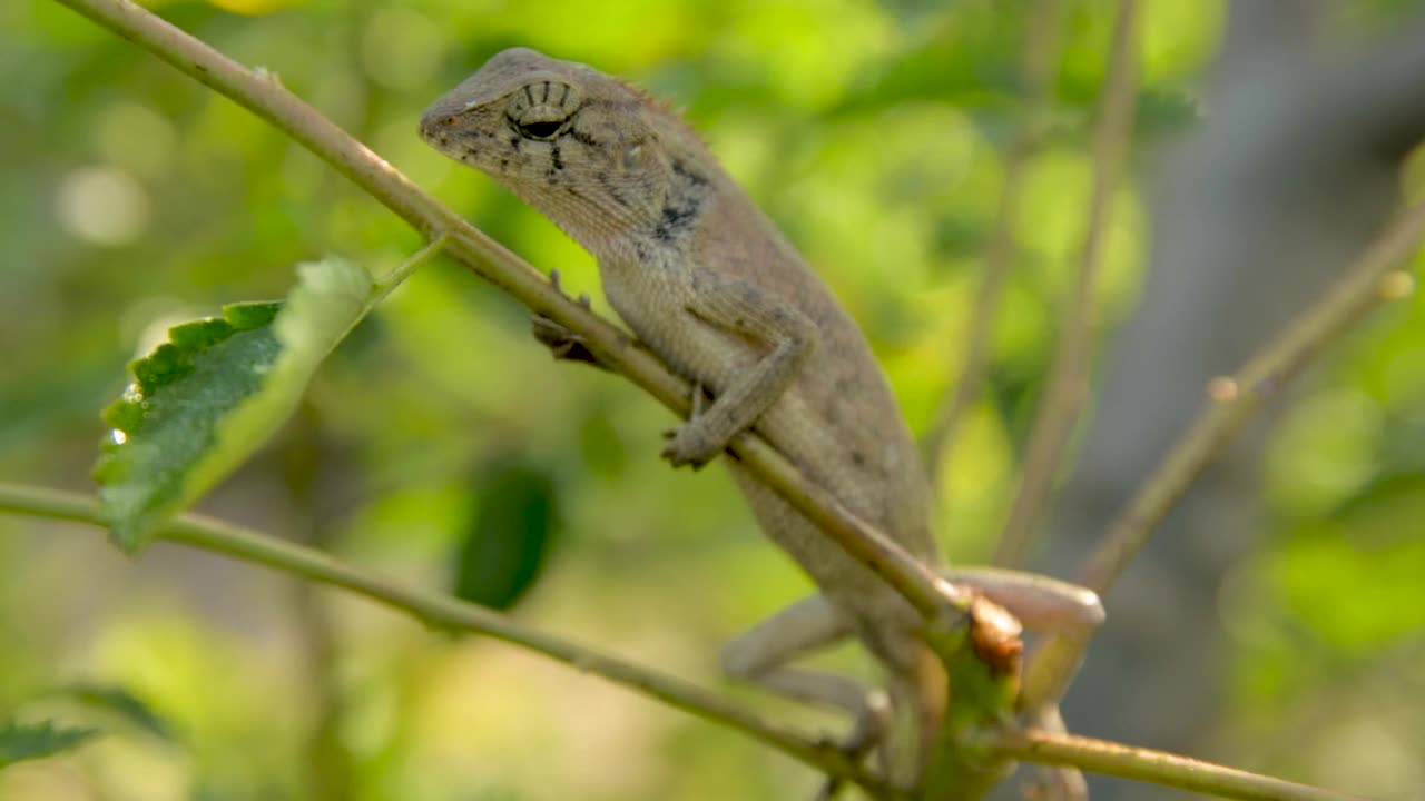 lizard on the tree