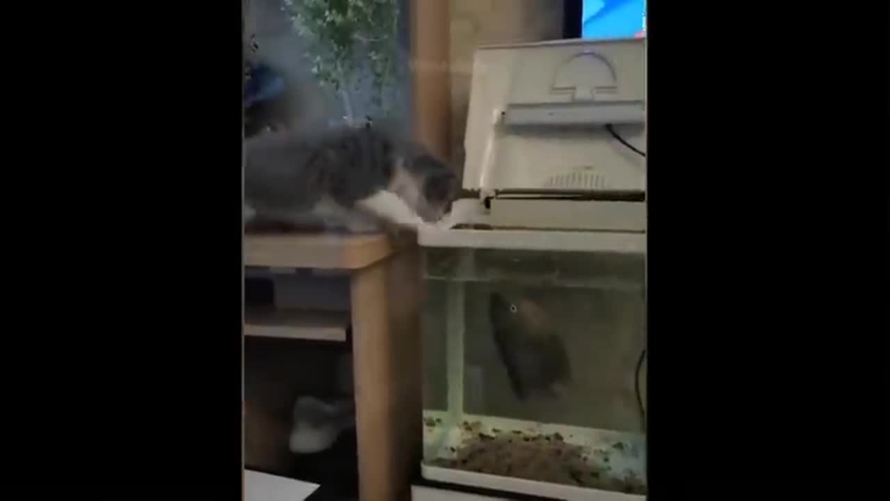 Cat stirring the FISH