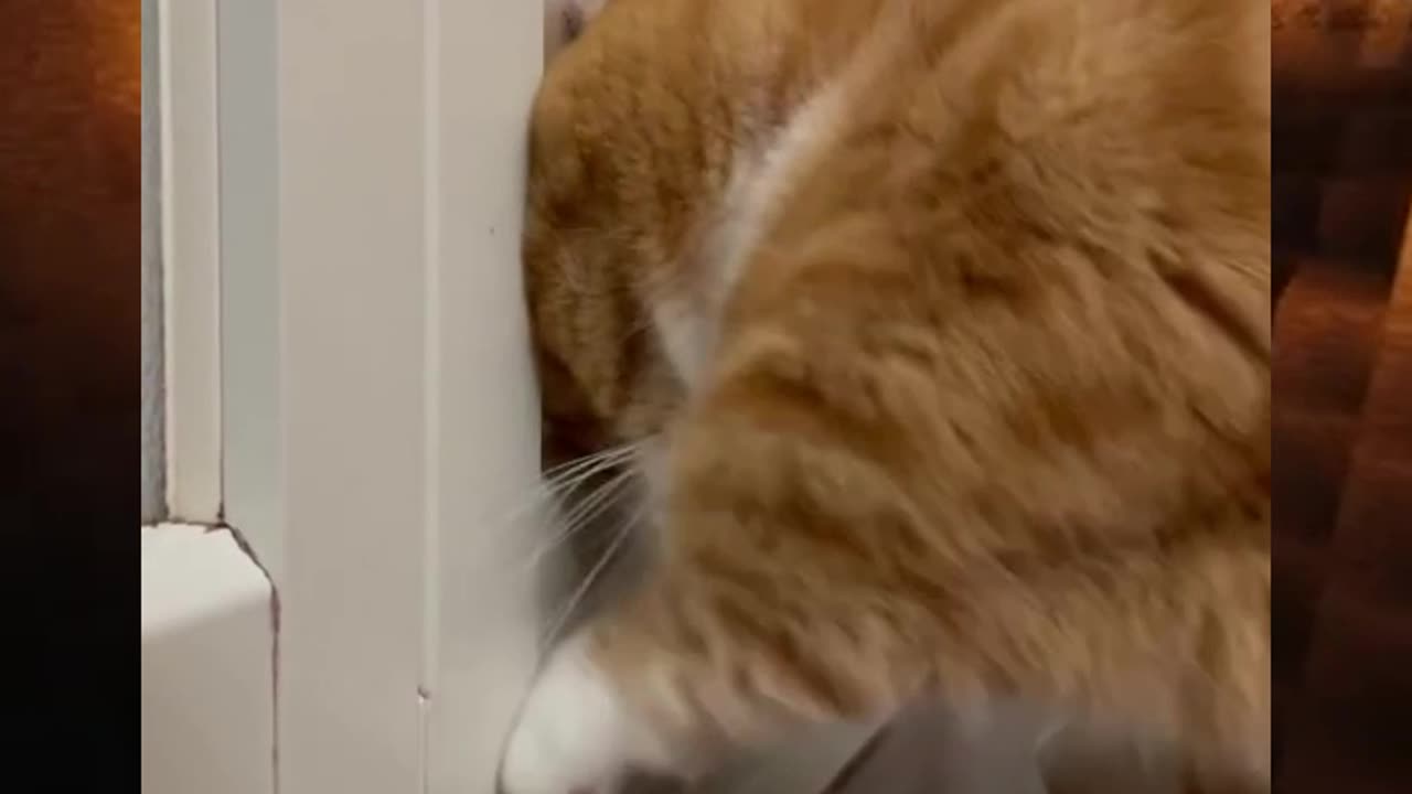 The Cat Tried to Open The Door😂