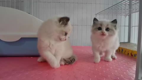 cat human friend