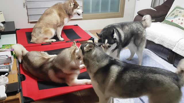 Playing with husky friend...funny video