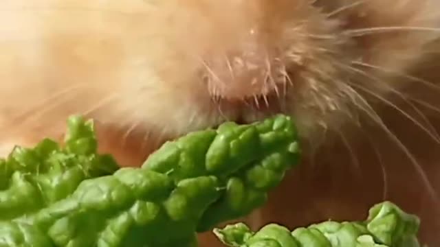 yummy green vegetables very delicious yummy yum yum hamster