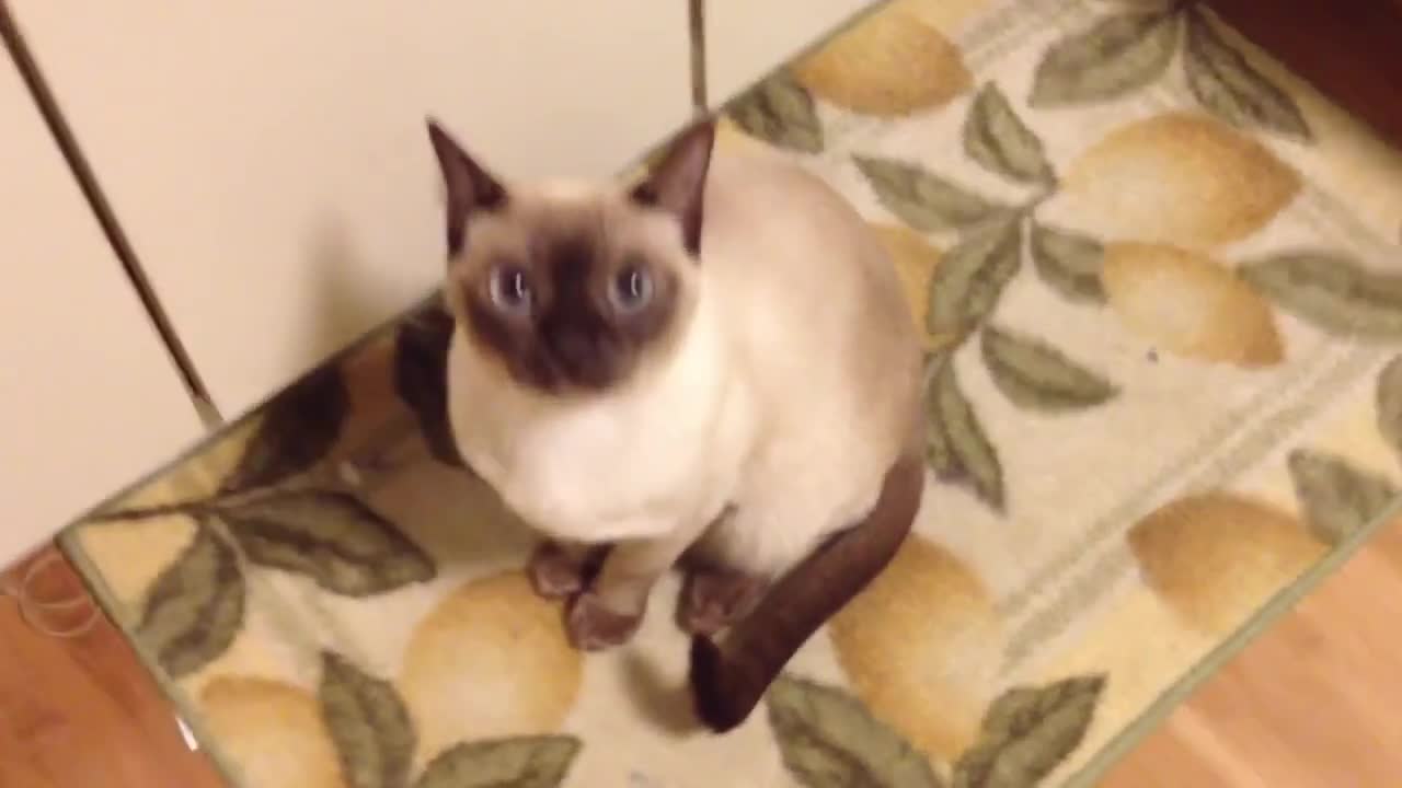 My tonkinese cat sounds like an alien