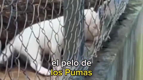 Un extraño ejemplar de Puma Albino nace en Nicaragua