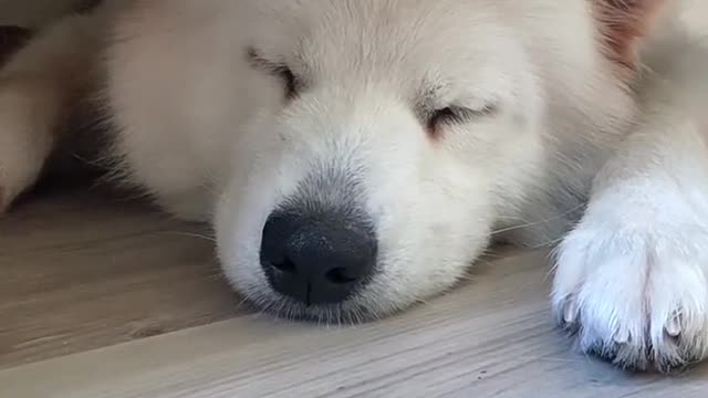 Shoveling shit jealous Samoyed jam