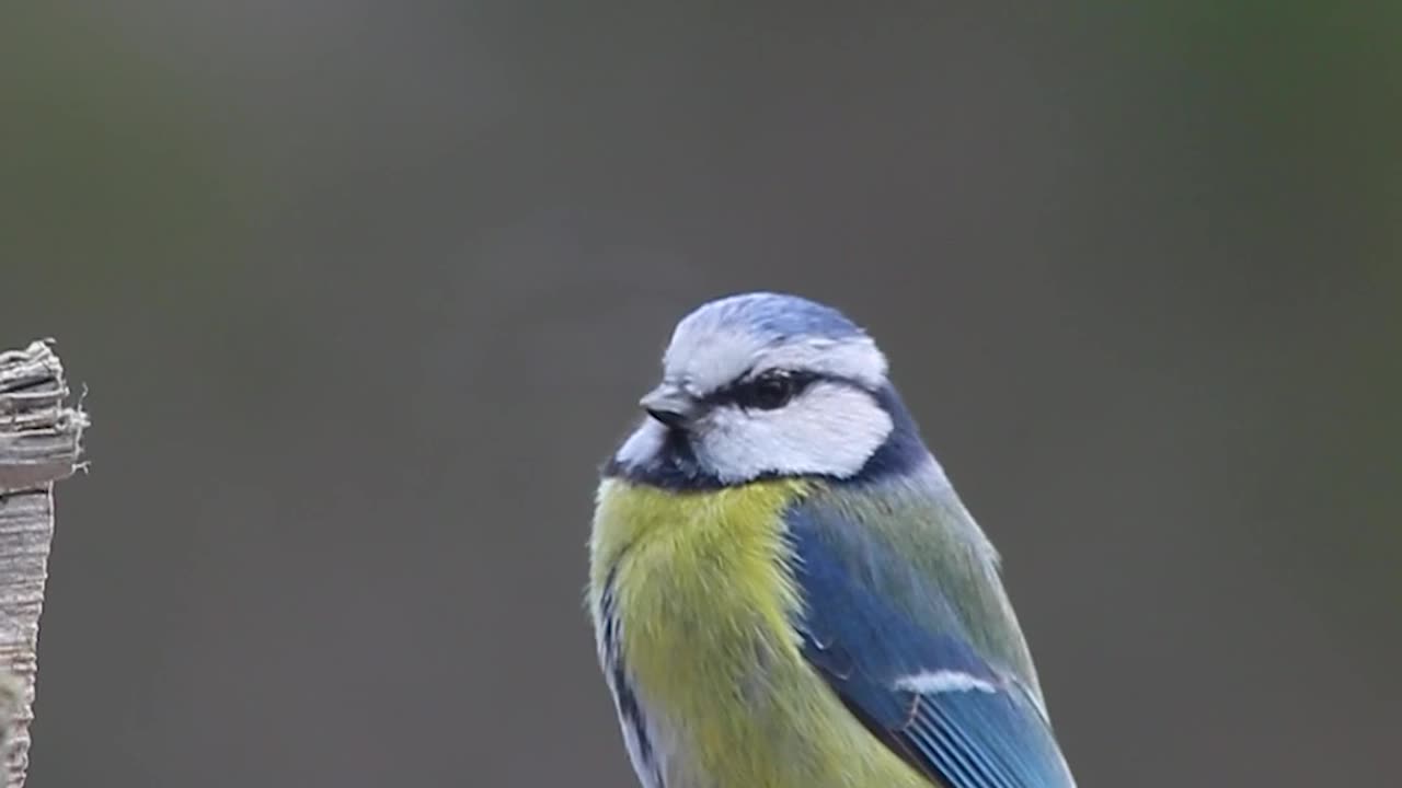 Eurasian blue tit bird