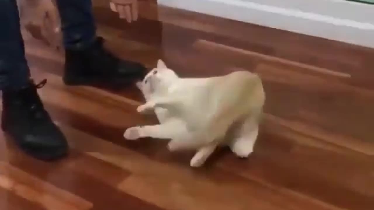 Funny Animals