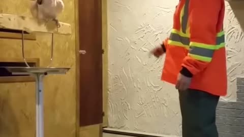 Parrot became angry when that guy broke his house.