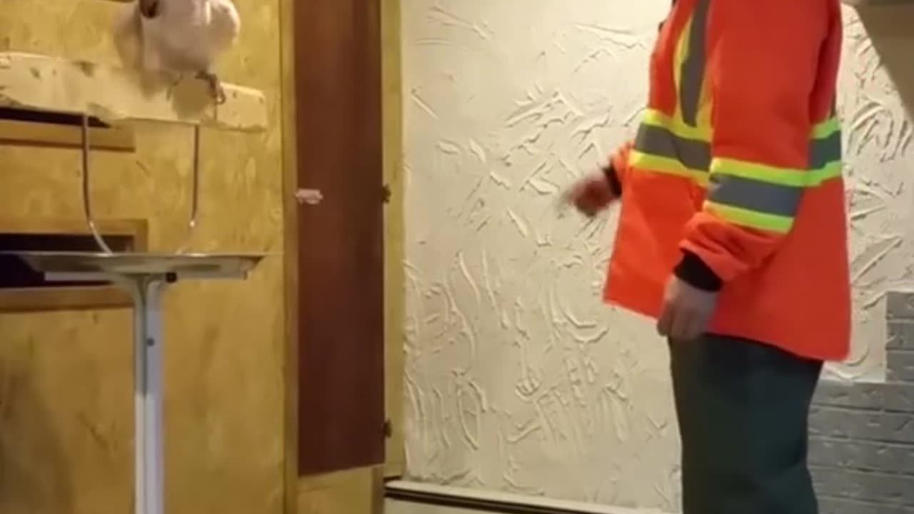 Parrot became angry when that guy broke his house.