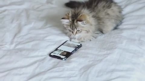 A cat who likes to watch mobile phones