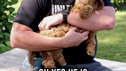 Mr. Winston the Labradoodle and His Belly Rubs