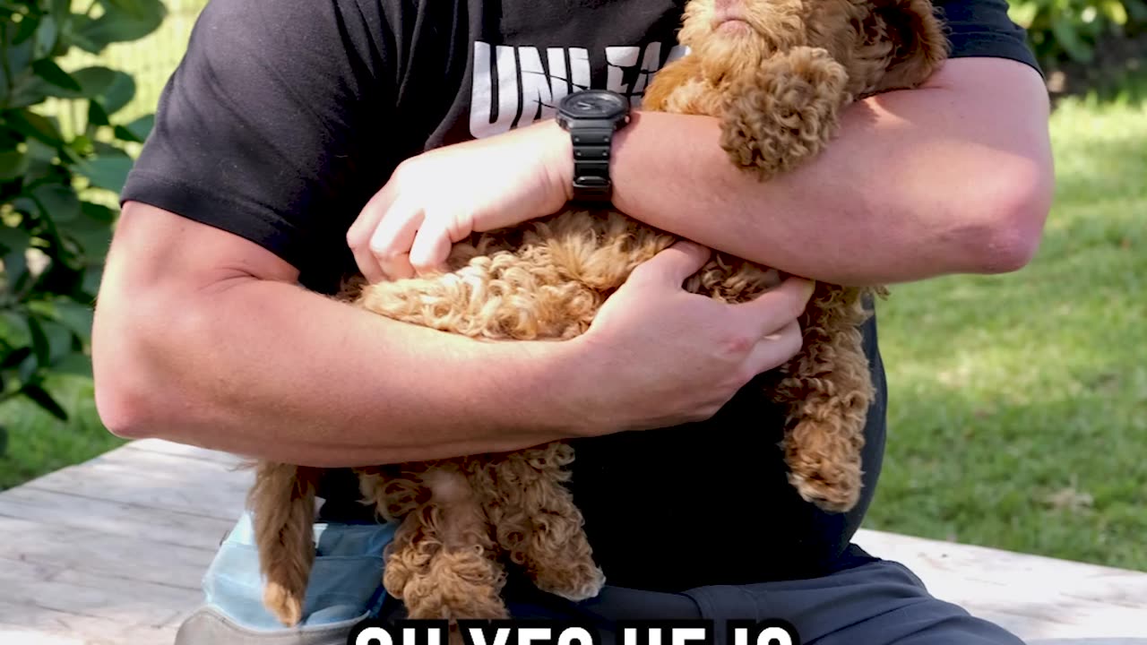 Mr. Winston the Labradoodle and His Belly Rubs