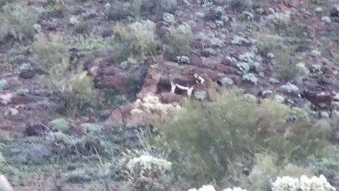 Wild burros near Why, Az.