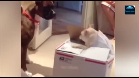 Funny Animal Videos 2023- Funniest Cats and Dogs