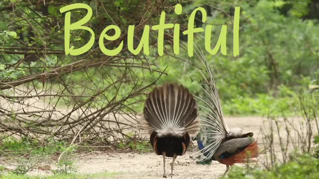 post-mating male peacock dance with female peacock