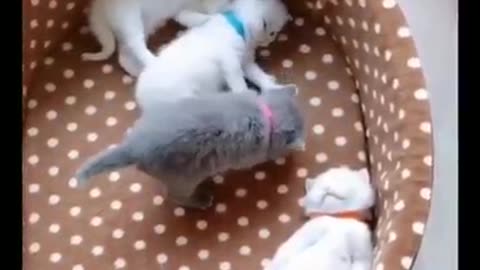 Cet fanny video
