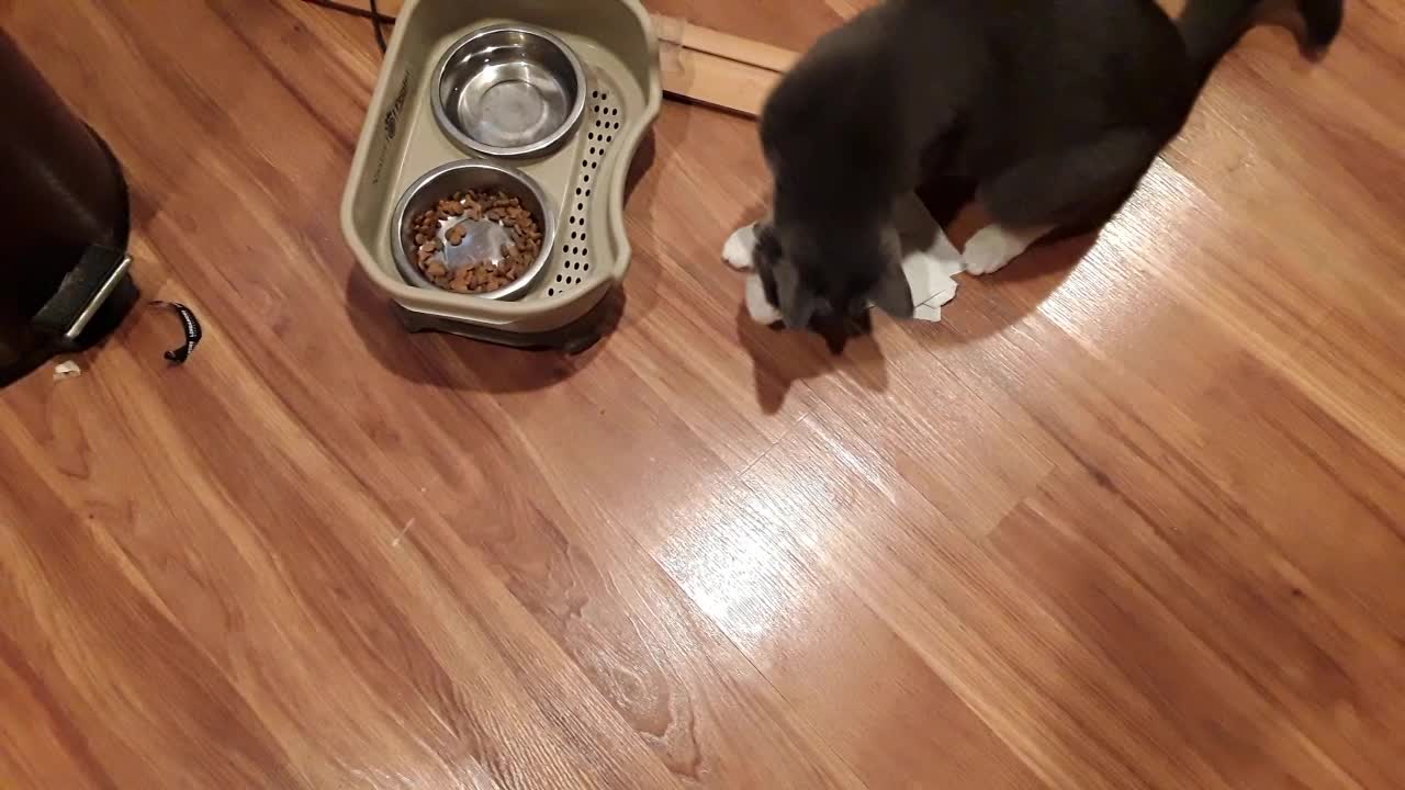 Eating like a human