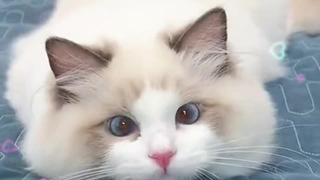 Cute Lazy Cat Funny Video So Adorable Dancing 2021