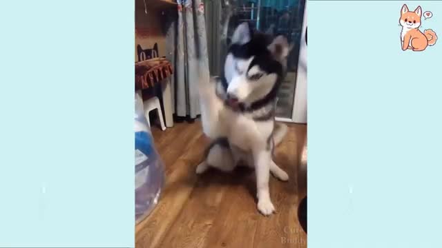 Try Not To Laugh At This Ultimate Funny Dog Video Compilation | Funny Pet Videos 2021