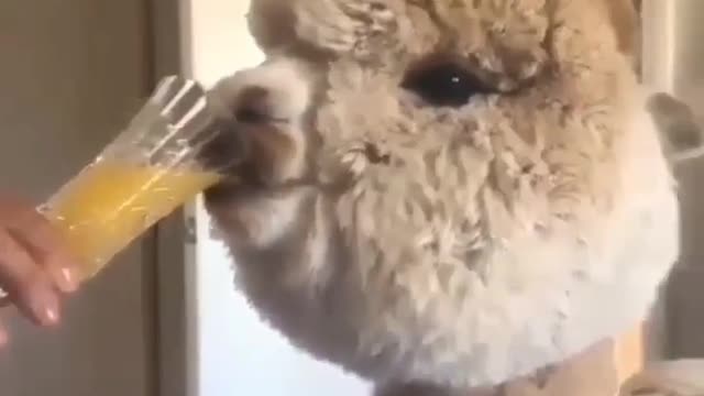 Funny animals: This is the story of a camel eating fruit juice