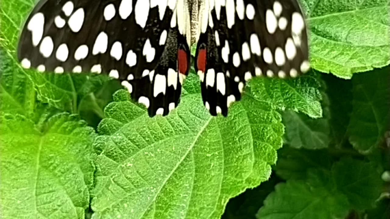 Butterfly in my lawn